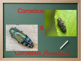 Coroebus undatus
&

Coroebus florentinus

 