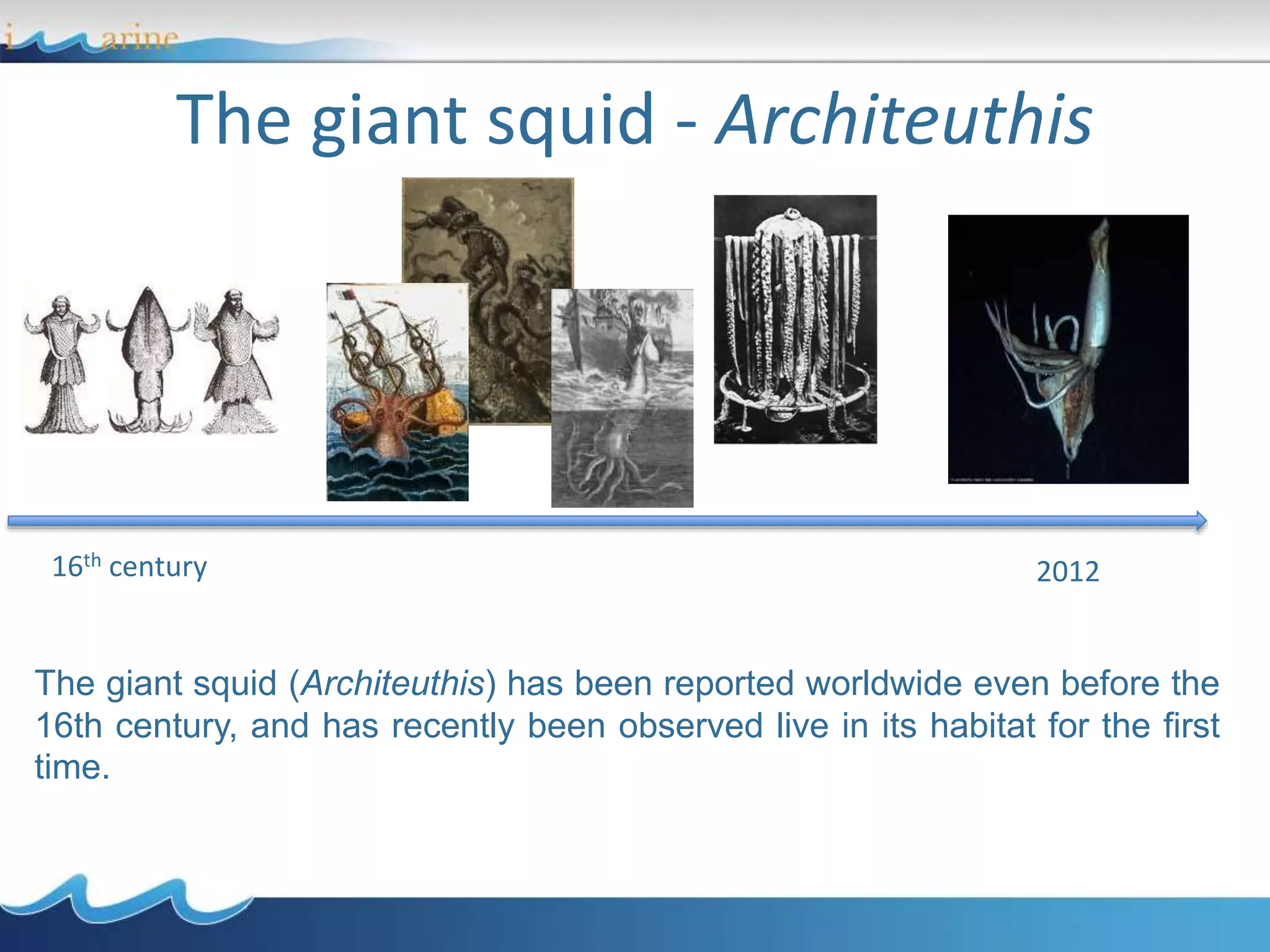The giant squid - Architeuthis
16th century 2012
The giant squid (Architeuthis) has been reported worldwide even before the
16th century, and has recently been observed live in its habitat for the first
time.
 