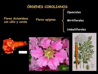 Flores diclamídeas con cáliz y corola ÓRDENES COROLIANOS Flores epíginas Opunciales Mirtiflorales Umbeliflorales 
