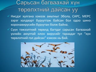  Нисдэг хулгана хэмээх амьтныг Эбола, САРС, МЕРС
зэрэг халдварт буруутгаж байсан бол одоо шинэ
коронавирусийн буруутан болж байна.
 Сүүн тэжээлтний төрөлд багтдаг сарьсан багваахай
үхлийн аюултай олон вирусийг тараадаг тул “хүн
төрөлхтний гол дайсан” хэмээх нь бий.
 
