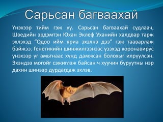 Үнэхээр тийм гэж үү. Сарьсан багваахай судлаач,
Шведийн эрдэмтэн Юхан Эклеф Уханийн халдвар тарж
эхлэхэд “Одоо ийм яриа эхэлнэ дээ” гэж тааварлаж
байжээ. Генетикийн шинжилгээнээс үзэхэд коронавирус
үнэхээр уг амьтнаас хүнд дамжсан болохыг илрүүлсэн.
Эхэндээ могойг сэжиглэж байсан ч хуучин буруутны нэр
дахин шинээр дурдагдаж эхлэв.
 