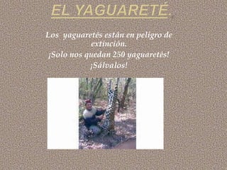 Los yaguaretés están en peligro de
extinción.
¡Solo nos quedan 250 yaguaretés!
¡Sálvalos!
 