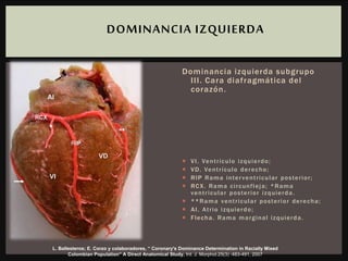 Dominancia izquierda subgrupo
III. Cara diafragmática del
corazón.
 VI. Ventrículo izquierdo;
 VD. Ventrículo derecho;
 RIP Rama interventricular posterior;
 RCX. Rama circunfleja; *Rama
ventricular posterior izquierda.
 **Rama ventricular posterior derecha;
 AI. Atrio izquierdo;
 Flecha. Rama marginal izquierda.
DOMINANCIA IZQUIERDA
L. Ballesteros; E. Corzo y colaboradores, “ Coronary's Dominance Determination in Racially Mixed
Colombian Population” A Direct Anatomical Study, Int. J. Morphol.25(3) :483-491, 2007
 