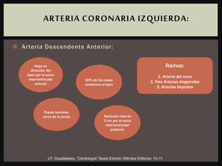  Arteria Descendente Anterior:
ARTERIA CORONARIA IZQUIERDA:
J.F. Guadalajara, “Cardiología” Sexta Edición; Méndez Editores: 10-11.
Viaja en
dirección del
ápex por el surco
interventricular
anterior
Puede terminar
cerca de la punta
60% de los casos
contornea el ápex
Asciende mas de
3 cm por el surco
interventricular
posterior
Ramas:
1. Arteria del cono
2. Tres Arterias diagonales
3. Arterias Septales
 