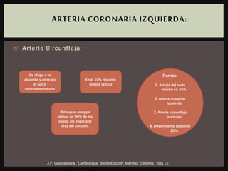  Arteria Circunfleja:
ARTERIA CORONARIA IZQUIERDA:
Se dirige a la
izquierda y corre por
el surco
auriculoventricular
Rebasa el margen
obtuso en 90% de los
casos, sin llegar a la
cruz del corazón.
En el 10% restante
rebasa la cruz
Ramas:
1. Arteria del nodo
sinusal en 45%.
2. Arteria marginal
izquierda
3. Arteria circunfleja
auricular
4. Descendente posterior
10%.
J.F. Guadalajara, “Cardiología” Sexta Edición; Méndez Editores: pág.12.
 