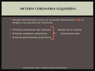  Arterias Ventriculares nacen de la porción descendente se
dirigen a las paredes del ventrículo.
 Arterias anteriores del tabique Nacen de la arteria
 Arterias septales anteriores interventricular
 Arterias perforantes anteriores
ARTERIA CORONARIA IZQUIERDA:
Fernando Quiroz, Tomo II; “Anatomía Humana” Editorial Porrúa.
 