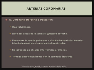  A. Coronaria Derecha o Posterior:
 Mas voluminosa.
 Nace por arriba de la válvula sigmoidea derecha.
 Pasa entre la arteria pulmonar y el apéndice auricular derecho
introduciéndose en el surco auriculoventricular.
 Se introduce en el surco interventricular inferior.
 Termina anastomosándose con la coronaria izquierda.
ARTERIAS CORONARIAS
Fernando Quiroz, Tomo II; “Anatomía Humana” Editorial Porrúa.
 