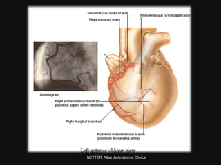 NETTER, Atlas de Anatomía Clínica
 