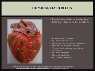  Dominancia derecha moderada.
Cara diafragmática del corazón.
 VI. Ventrículo izquierdo;
 VD. Ventrículo derecho.
 RIP. Rama interventricular posterior;
 ACD. Arteria coronaria derecha.
 *Ramas ventriculares posteriores
izquierdas;
 AD. Atrio derecho;
 AL. Atrio izquierdo;
 RCX. Rama circunfleja.
DOMINANCIA DERECHA
L. Ballesteros; E. Corzo y colaboradores, “ Coronary's Dominance Determination in Racially Mixed
Colombian Population” A Direct Anatomical Study, Int. J. Morphol.25(3) :483-491, 2007
 