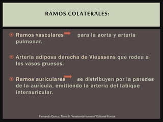  Ramos vasculares para la aorta y arteria
pulmonar.
 Arteria adiposa derecha de Vieussens que rodea a
los vasos gruesos.
 Ramos auriculares se distribuyen por la paredes
de la aurícula, emitiendo la arteria del tabique
interauricular.
RAMOS COLATERALES:
Fernando Quiroz, Tomo II; “Anatomía Humana” Editorial Porrúa.
 