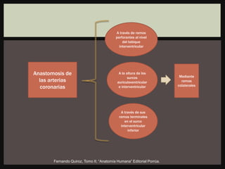 Anastomosis de
las arterias
coronarias
A través de ramos
perforantes al nivel
del tabique
interventricular
A la altura de los
surcos
auriculoventricular
e interventricular
A través de sus
ramos terminales
en el surco
interventricular
inferior
Mediante
ramas
colaterales
Fernando Quiroz, Tomo II; “Anatomía Humana” Editorial Porrúa.
 