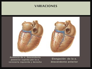 Ausencia de a. descendente
posterior suplida por la a.
coronaria izquierda y derecha
Elongación de la a.
descendente anterior
VARIACIONES
 