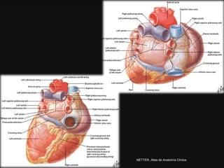 NETTER, Atlas de Anatomía Clínica
 