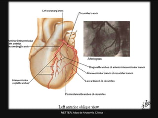 NETTER, Atlas de Anatomía Clínica
 
