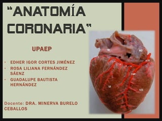 “Anatomía CORONARIA” UPAEP ,[object Object]