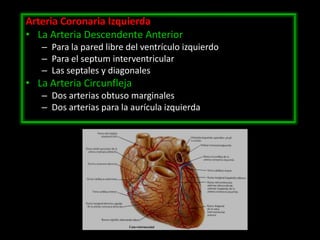 Arteria Coronaria Izquierda
• La Arteria Descendente Anterior
– Para la pared libre del ventrículo izquierdo
– Para el septum interventricular
– Las septales y diagonales

• La Arteria Circunfleja
– Dos arterias obtuso marginales
– Dos arterias para la aurícula izquierda

 