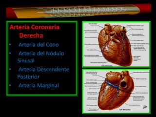 Arteria Coronaria
Derecha
•
•
•
•

Arteria del Cono
Arteria del Nódulo
Sinusal
Arteria Descendente
Posterior
Arteria Marginal

 