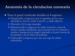 Anatomia de la circulacion coronaria Tiene la pared ventricular dividida en 4 regiones: Subepicardio: compuesto por la superficie de los vasos epicárdicos, nervios, tejido conectivo y tejido adiposo. Miocardio: Es la capa muscular Subendocardio: compuesto de tejido conectivo, venas de tebesio (canales ramificados que conectan con el ventrículo y ayudan a transportan la sangre oxigenada a la parte interna de las paredes) y de las fibras de purkinje. Endocardio: compuesto por una sola capa de células endoteliales 
