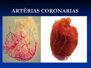 ARTÉRIAS CORONARIAS 