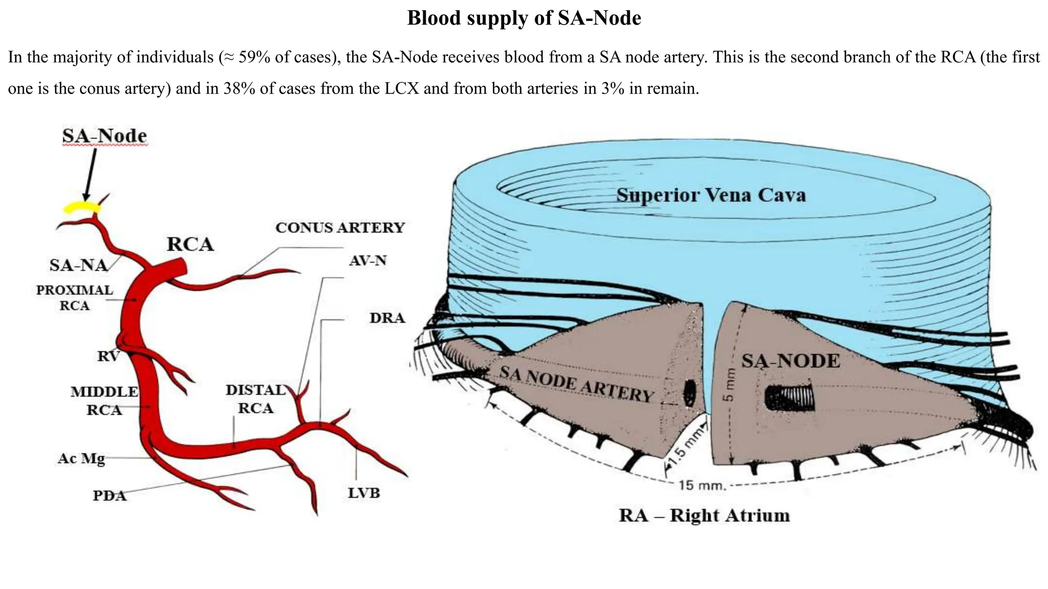 Coronary-artery Circulation Overview Observations about Kugel's artery ...