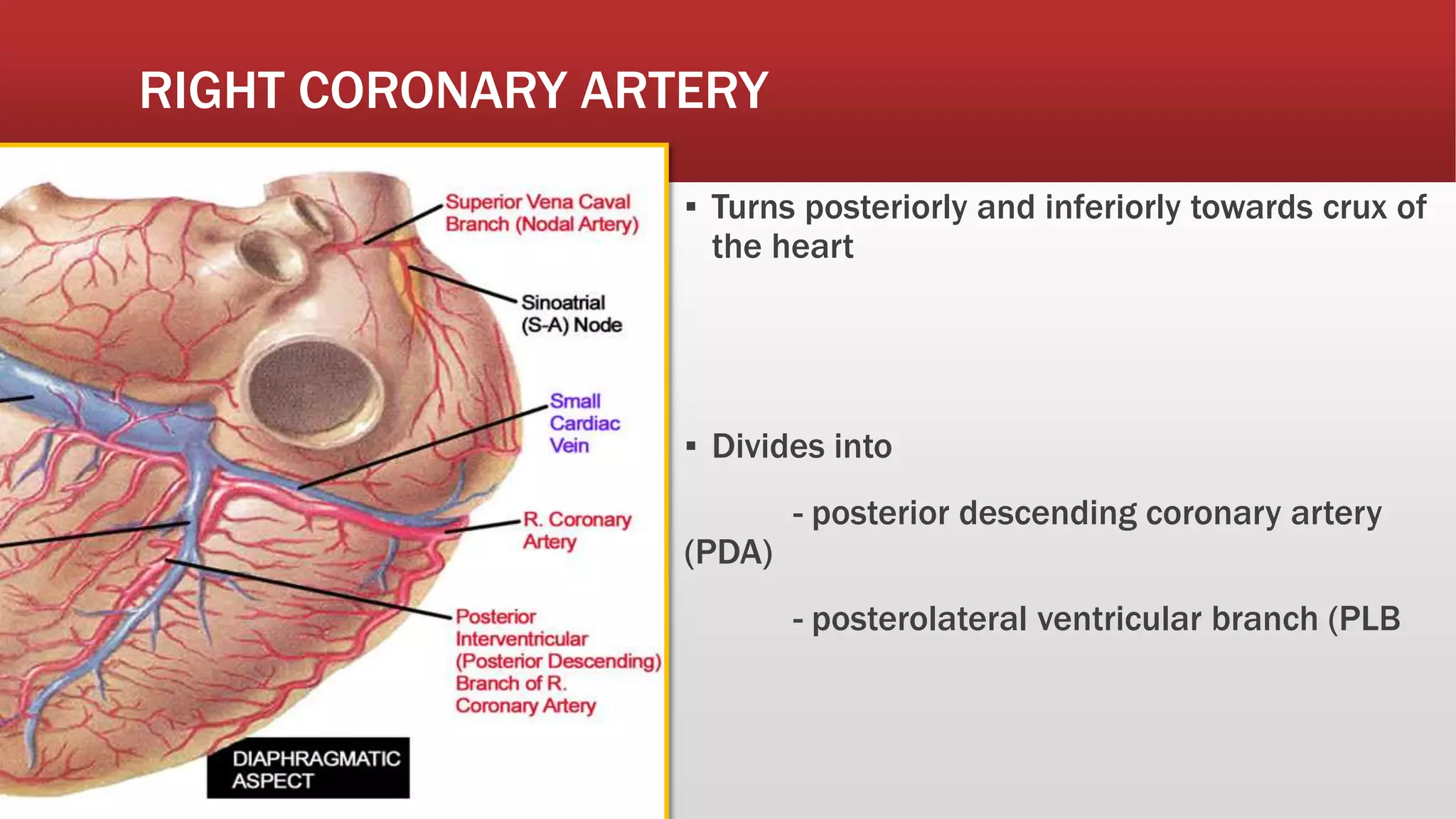 Coronary artery.pptx