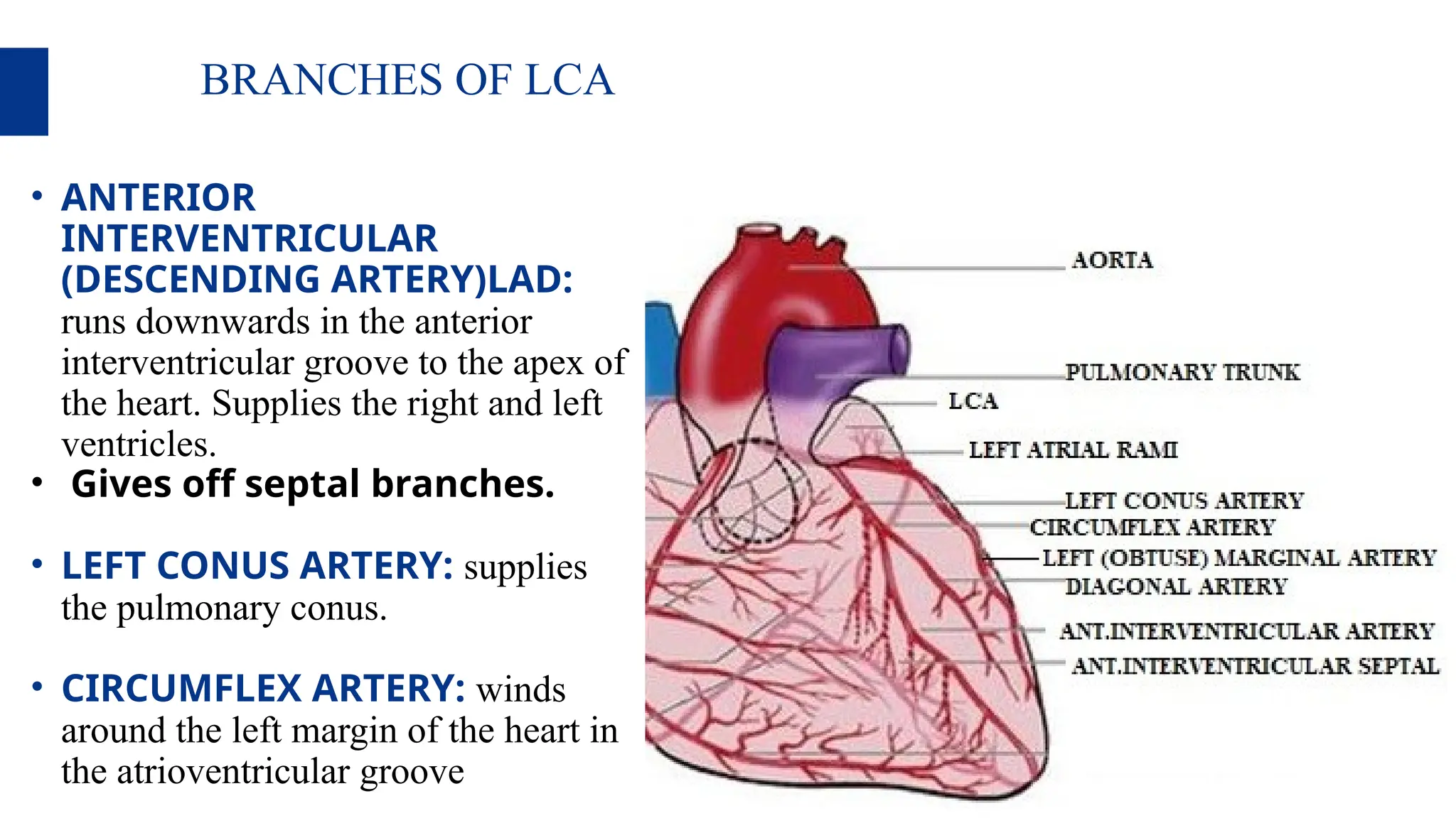 coronary anatomy of heart-anatomy.pdf.pptx