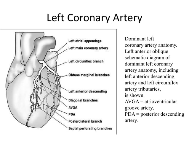 Coronary artery anatomy | PPTX
