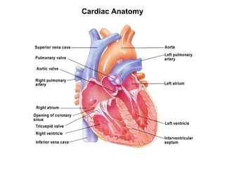 Pathophysiology of Coronary Artery Disease | PPT