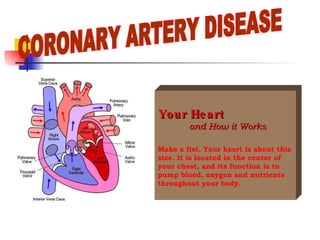 CORONARY ARTERY DISEASE Your Heart     and How it Works Make a fist. Your heart is about this size. It is located in the center of your chest, and its function is to pump blood, oxygen and nutrients throughout your body.   