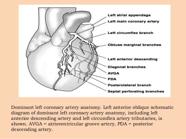 what is right dominant circulation