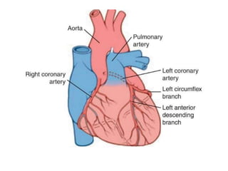 coronarycirculation- | PPTX