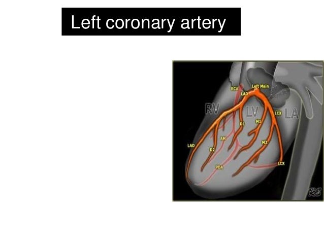 Coronary Circulation Coronary Circulation