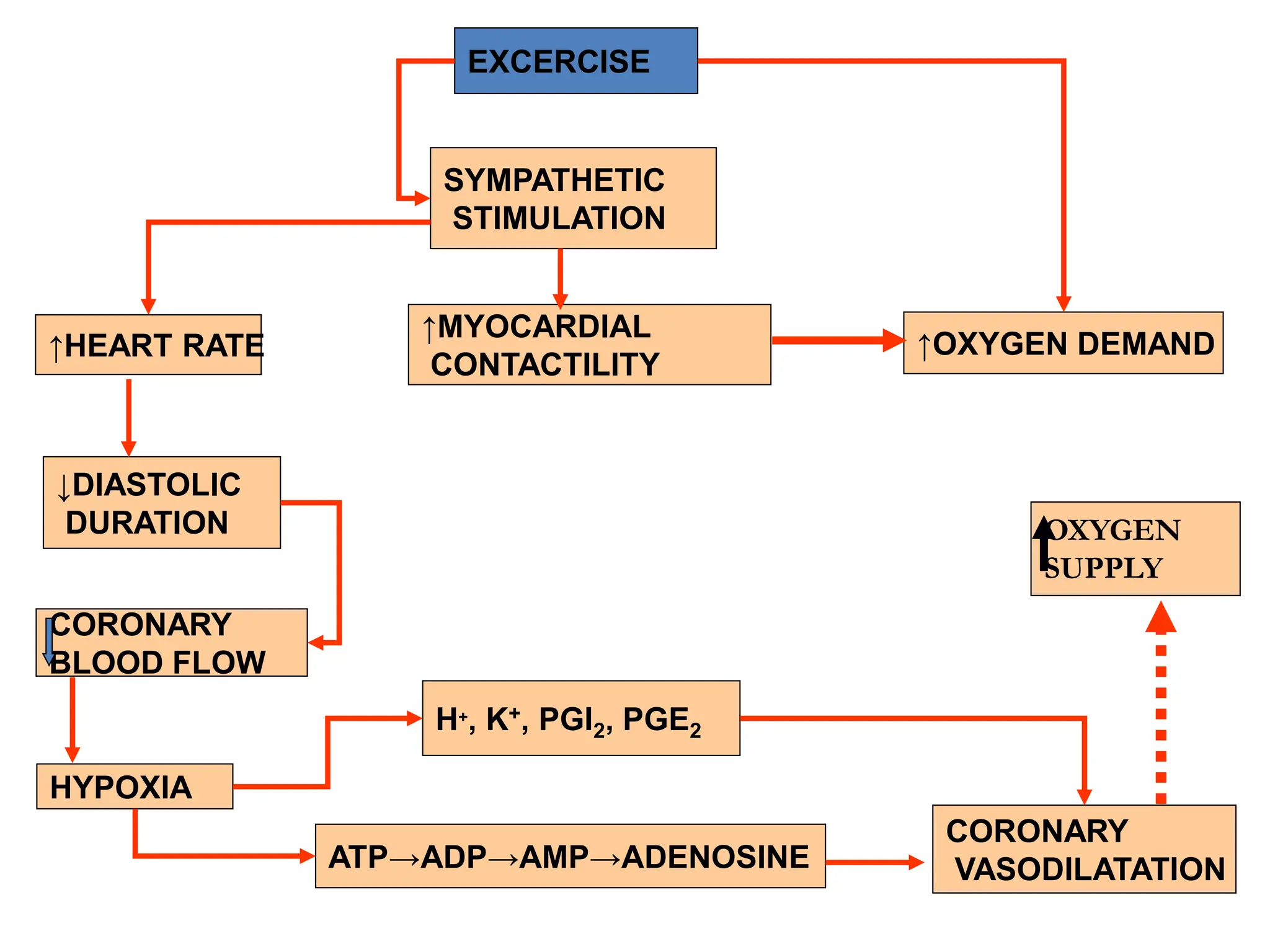 ↑OXYGEN DEMAND
CORONARY
BLOOD FLOW
↓DIASTOLIC
DURATION
EXCERCISE
SYMPATHETIC
STIMULATION
↑MYOCARDIAL
CONTACTILITY
HYPOXIA
↑HEART RATE
H+, K+, PGI2, PGE2
CORONARY
VASODILATATION
ATP→ADP→AMP→ADENOSINE
OXYGEN
SUPPLY
 