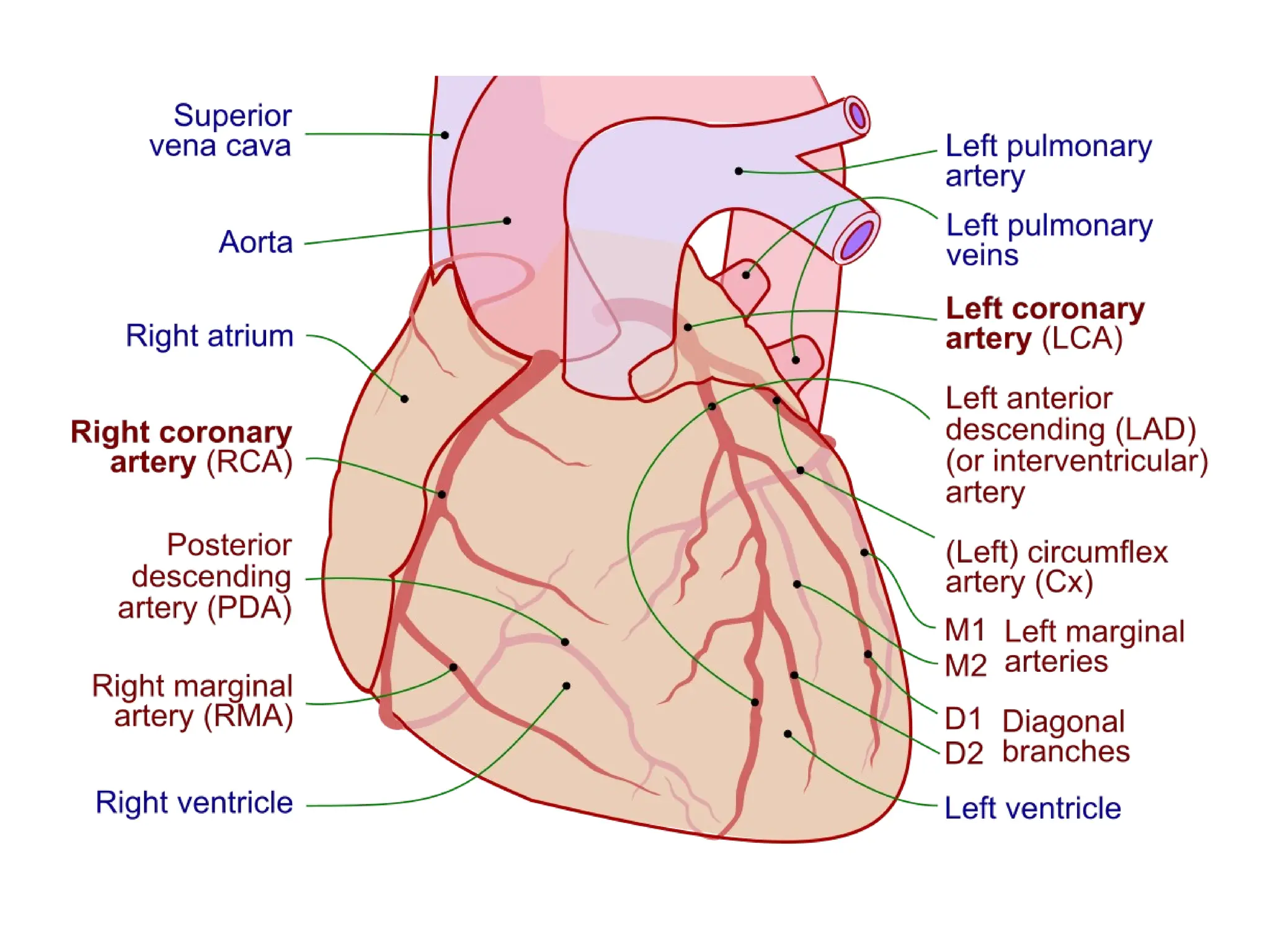 RCA LCX visual data 6