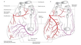 Anatomy and physiology of coronary circulation.pptx