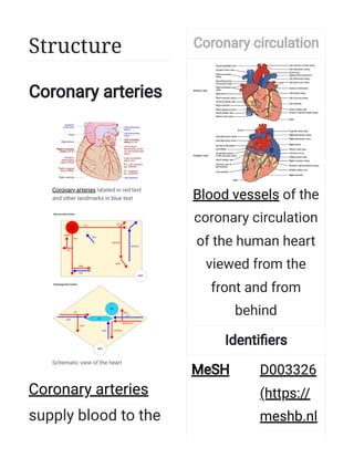 Coronary circulation - Wikipedia.pdf