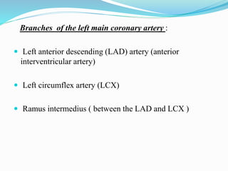 Branches of the left main coronary artery :
 Left anterior descending (LAD) artery (anterior
interventricular artery)
 Left circumflex artery (LCX)
 Ramus intermedius ( between the LAD and LCX )
 