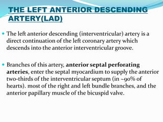 THE LEFT ANTERIOR DESCENDING
ARTERY(LAD)
 The left anterior descending (interventricular) artery is a
direct continuation of the left coronary artery which
descends into the anterior interventricular groove.
 Branches of this artery, anterior septal perforating
arteries, enter the septal myocardium to supply the anterior
two-thirds of the interventricular septum (in ~90% of
hearts). most of the right and left bundle branches, and the
anterior papillary muscle of the bicuspid valve.
 