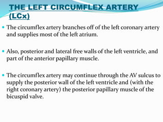 THE LEFT CIRCUMFLEX ARTERY
(LCx)
 The circumflex artery branches off of the left coronary artery
and supplies most of the left atrium.
 Also, posterior and lateral free walls of the left ventricle, and
part of the anterior papillary muscle.
 The circumflex artery may continue through the AV sulcus to
supply the posterior wall of the left ventricle and (with the
right coronary artery) the posterior papillary muscle of the
bicuspid valve.
 