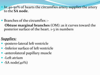  In 40-50% of hearts the circumflex artery supplies the artery
to the SA node.
 Branches of the circumflex :-
Obtuse marginal branches (OM): as it curves toward the
posterior surface of the heart. 1-3 in numbers
Supplies:
 -postero-lateral left ventricle
 -Inferior surface of left ventricle
 -anterolateral papillary muscle
 -Left atrium
 -SA node(40%)
 