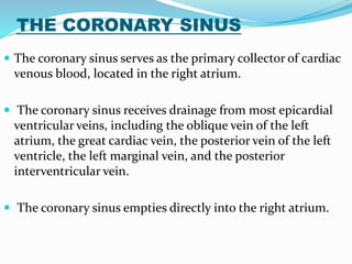 THE CORONARY SINUS
 The coronary sinus serves as the primary collector of cardiac
venous blood, located in the right atrium.
 The coronary sinus receives drainage from most epicardial
ventricular veins, including the oblique vein of the left
atrium, the great cardiac vein, the posterior vein of the left
ventricle, the left marginal vein, and the posterior
interventricular vein.
 The coronary sinus empties directly into the right atrium.
 