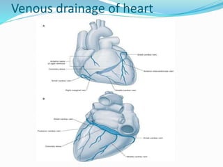 Venous drainage of heart
 