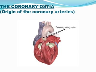 THE CORONARY OSTIA
(Origin of the coronary arteries)
 