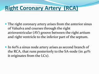 Right Coronary Artery (RCA)
 The right coronary artery arises from the anterior sinus
of Valsalva and courses through the right
atrioventricular (AV) groove between the right artium
and right ventricle to the inferior part of the septum.
 In 60% a sinus node artery arises as second branch of
the RCA, that runs posteriorly to the SA-node (in 40%
it originates from the LCx).
 