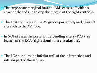  The large acute marginal branch (AM) comes off with an
acute angle and runs along the margin of the right ventricle.
 The RCA continues in the AV groove posteriorly and gives off
a branch to the AV node.
 In 65% of cases the posterior descending artery (PDA) is a
branch of the RCA (right dominant circulation).
 The PDA supplies the inferior wall of the left ventricle and
inferior part of the septum.
 