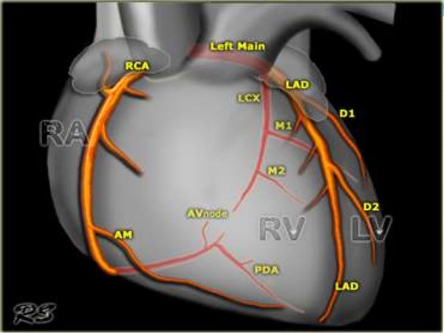 Why is coronary circulation important?