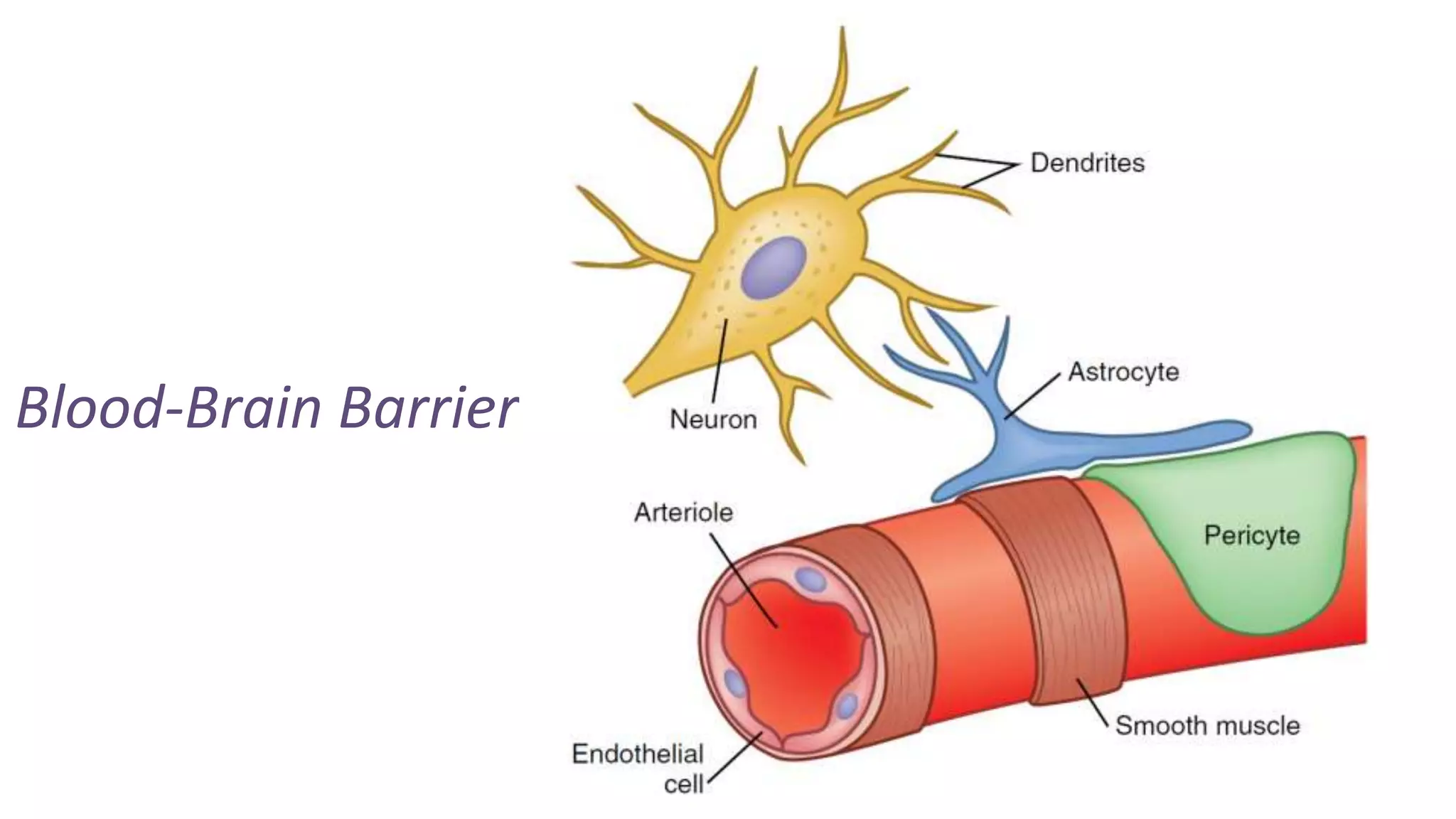 Blood-Brain Barrier
 