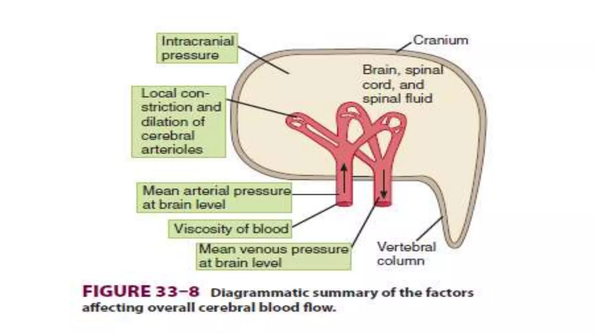 Coronary circulation1903