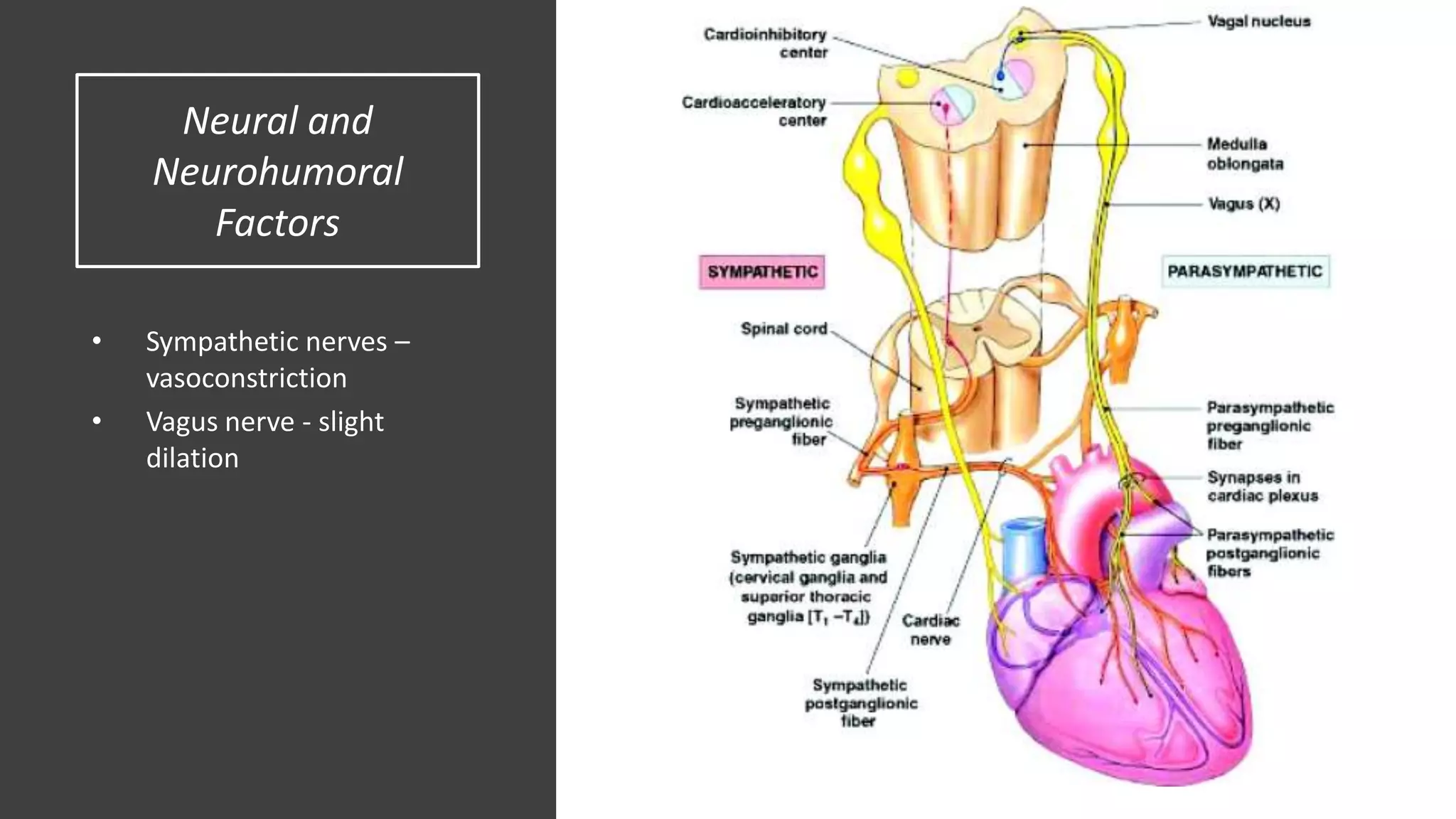 Neural and
Neurohumoral
Factors
• Sympathetic nerves –
vasoconstriction
• Vagus nerve - slight
dilation
 