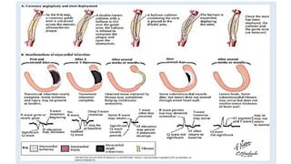 CORONARY CIRCULATION Cardiovascular system , Physiology | PDF